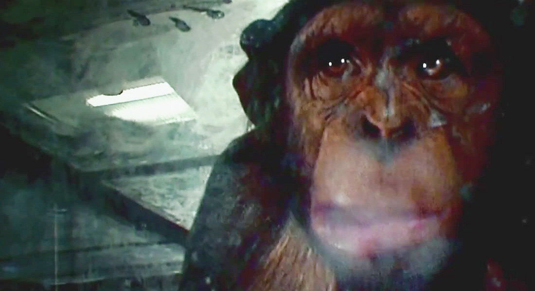 Video: Monos roban muestras de COVID-19 en India. Noticias en tiempo real