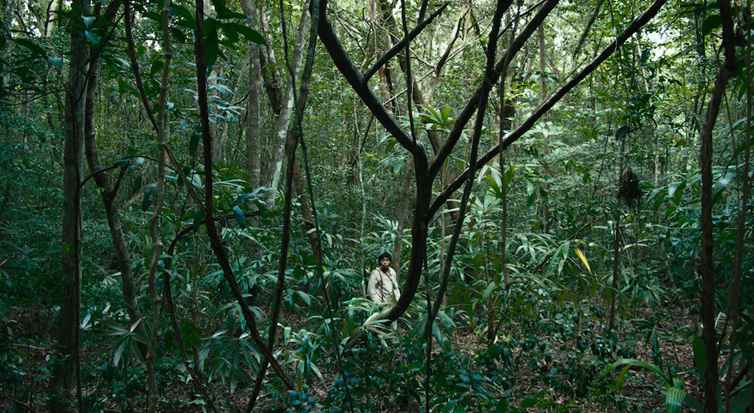 Filmar la jungla: Yulene Olaizola y el arte de dirigir paisajes. Noticias en tiempo real