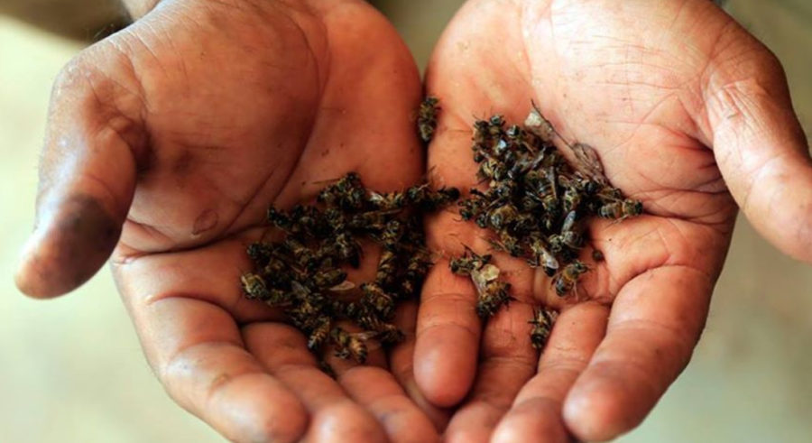 ¿Qué les pasó a las abejas?